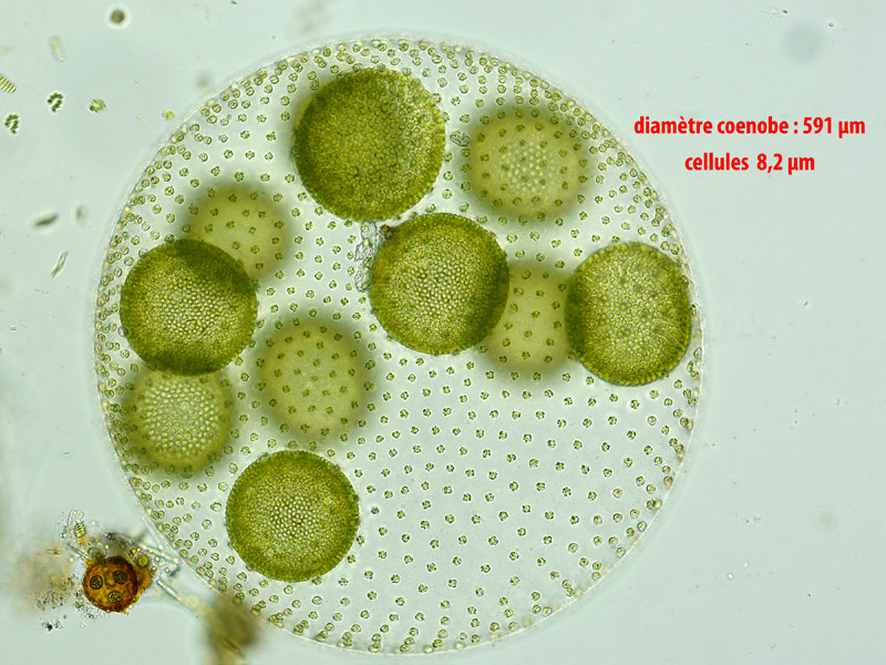Volvox aureus Ehrenberg, 1832 #62448