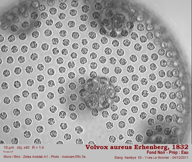 Volvox aureus Ehrenberg, 1832 #25031