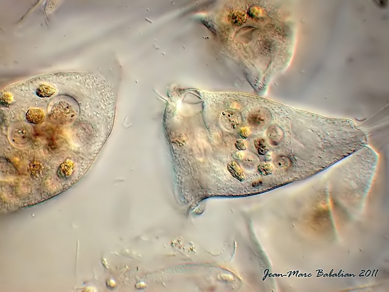 Vorticella sp #25747