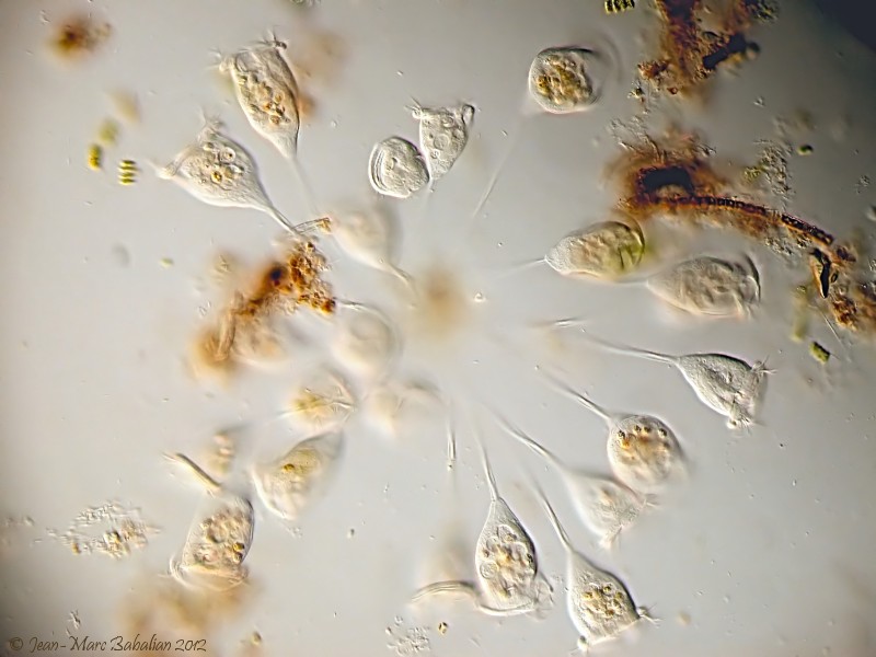 Vorticella sp #25745