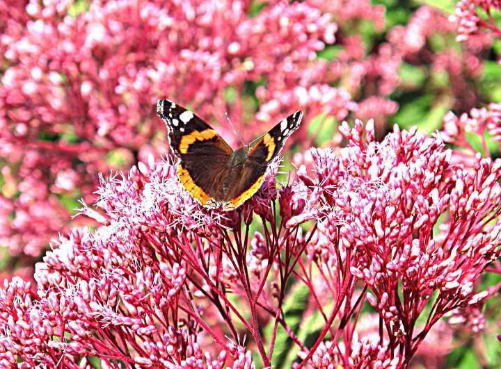 Vulcain (Vanessa atalanta Linnaeus, 1758) #28047