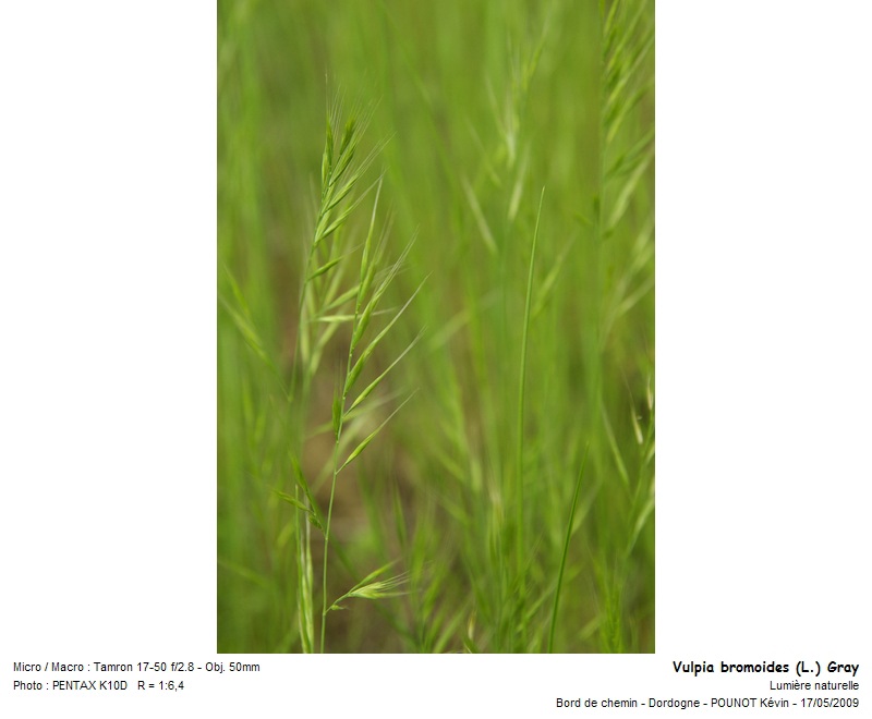 Vulpia bromoides (L.) Gray - Vulpie faux brome #10645