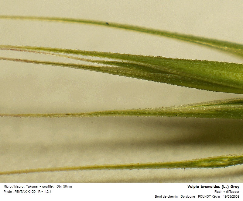 Vulpia bromoides (L.) Gray - Vulpie faux brome #10648