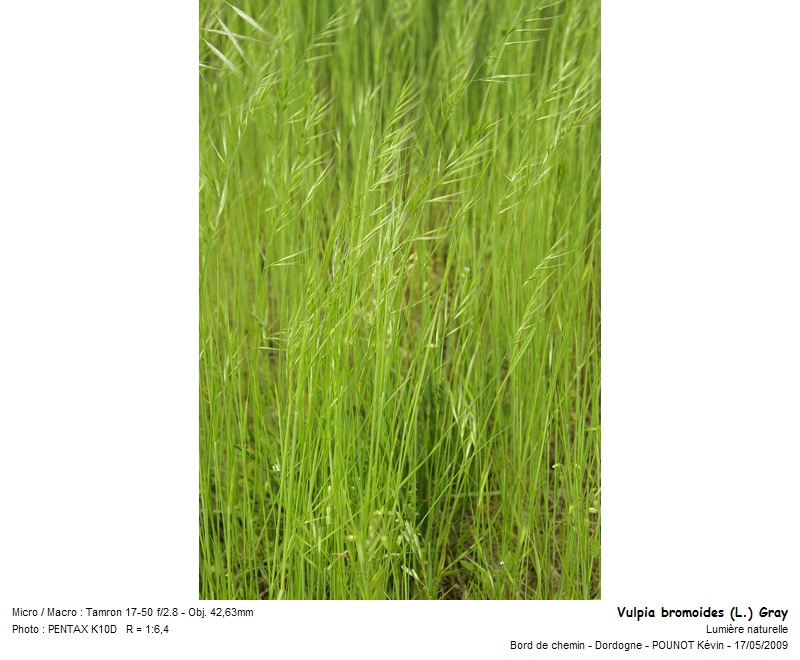 Vulpia bromoides (L.) Gray - Vulpie faux brome #10644