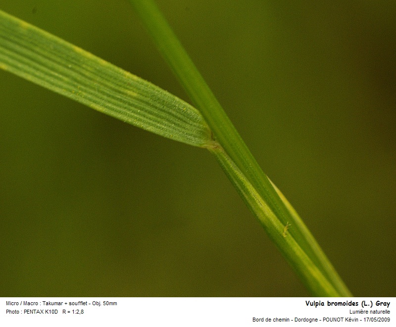 Vulpia bromoides (L.) Gray - Vulpie faux brome #10646