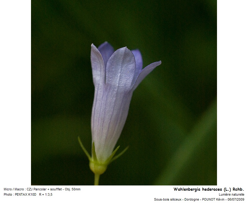 Wahlenbergia hederacea (L.) Rchb. #11499