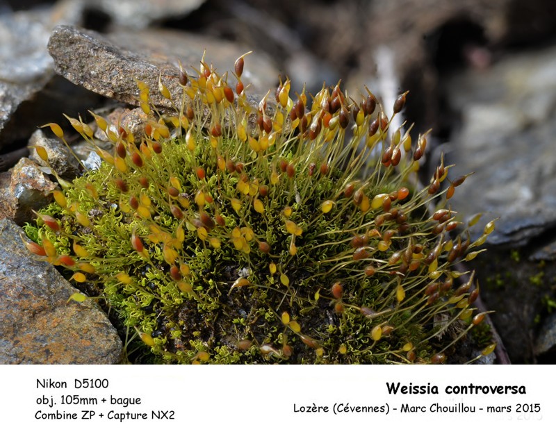 Weissia controversa Hedw. #40861