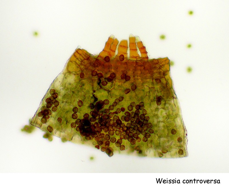 Weissia controversa Hedw. #40866