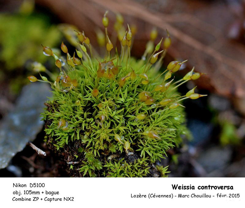 Weissia controversa Hedw. #40858