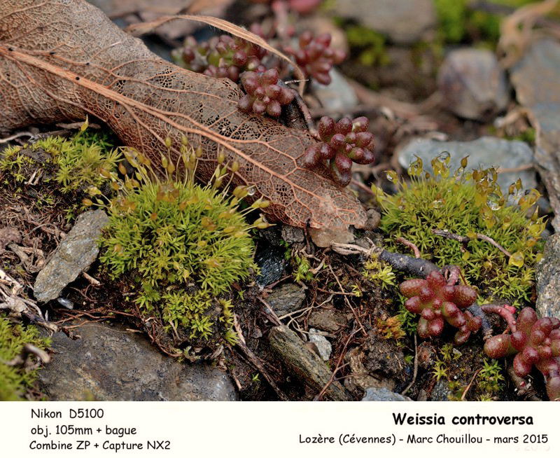 Weissia controversa Hedw. #40857