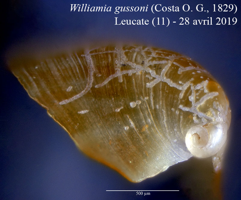 Williamia gussoni #60350