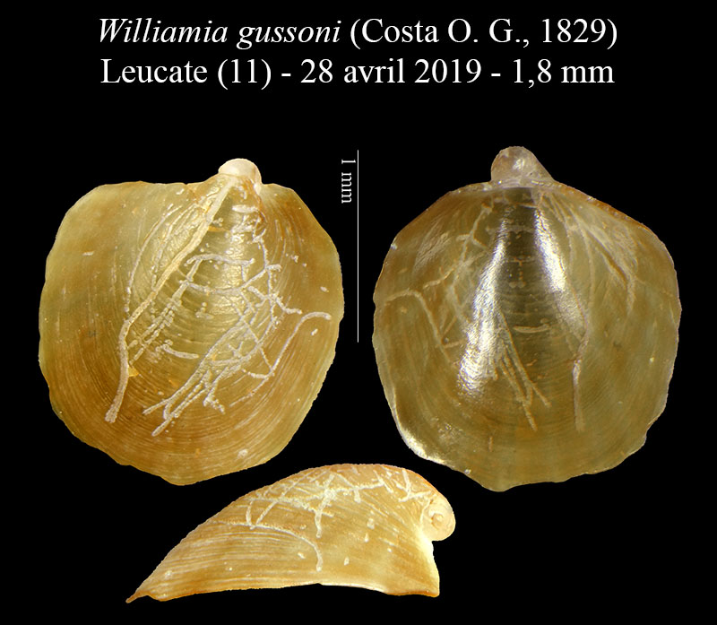 Williamia gussoni #60349