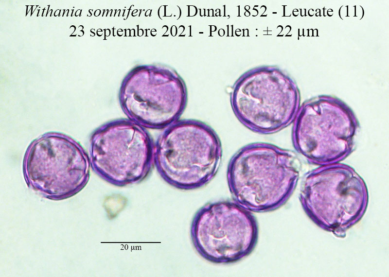 Withania somnifera #75137