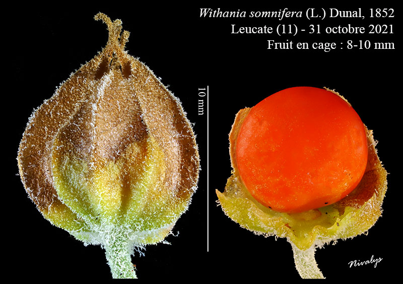 Withania somnifera #75132