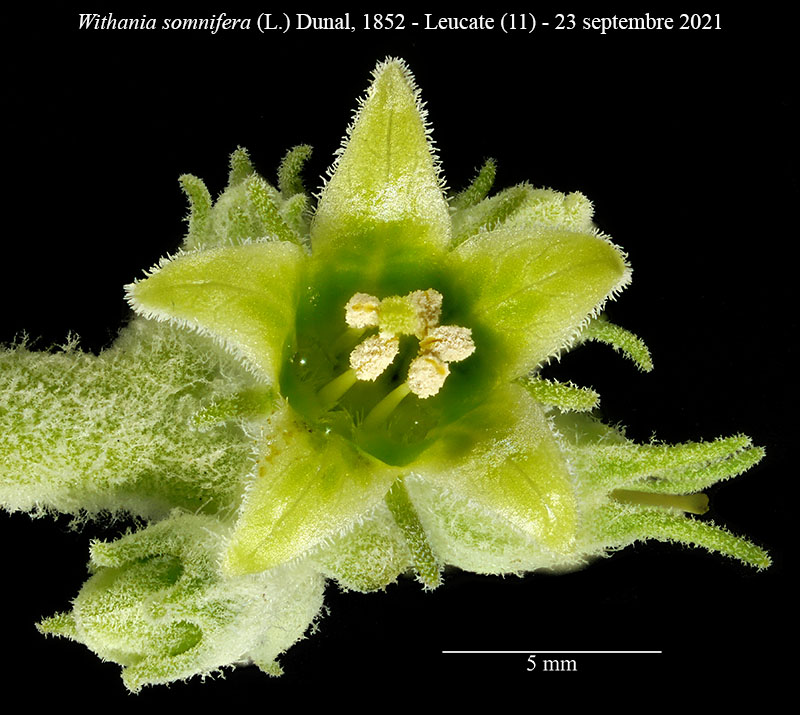 Withania somnifera #75129