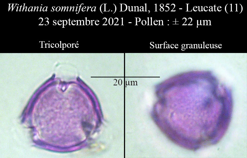 Withania somnifera #75138
