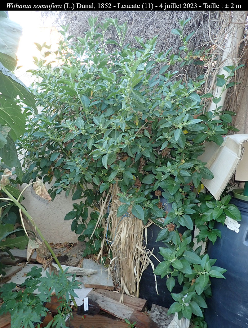 Withania somnifera #75126