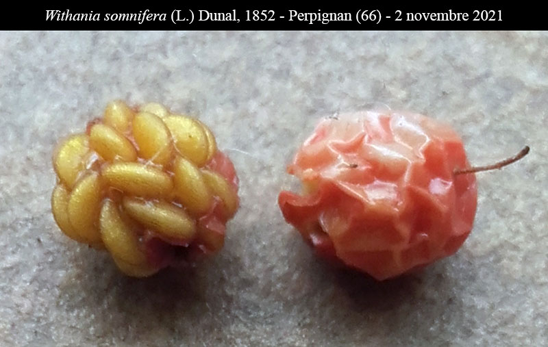 Withania somnifera #75134