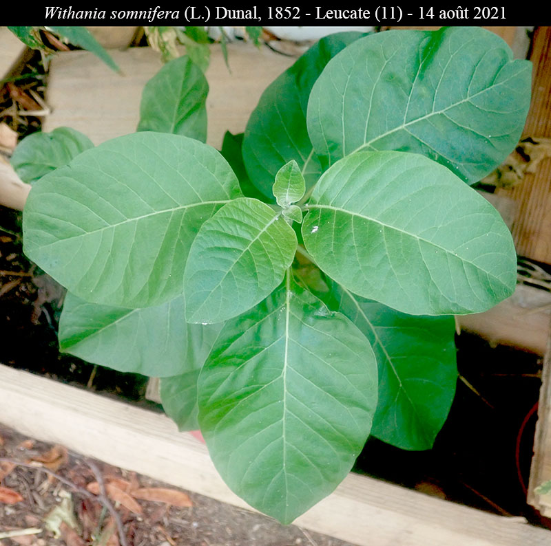 Withania somnifera #75128