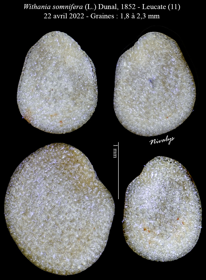Withania somnifera #75135