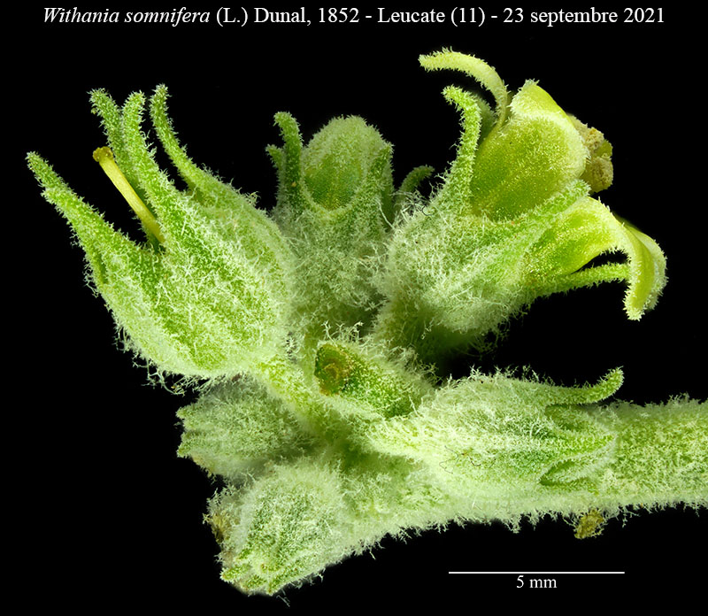Withania somnifera #75130