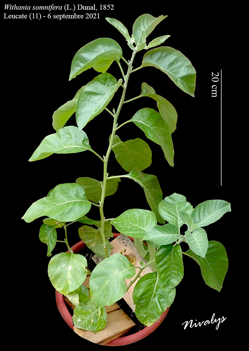 Withania somnifera #75127