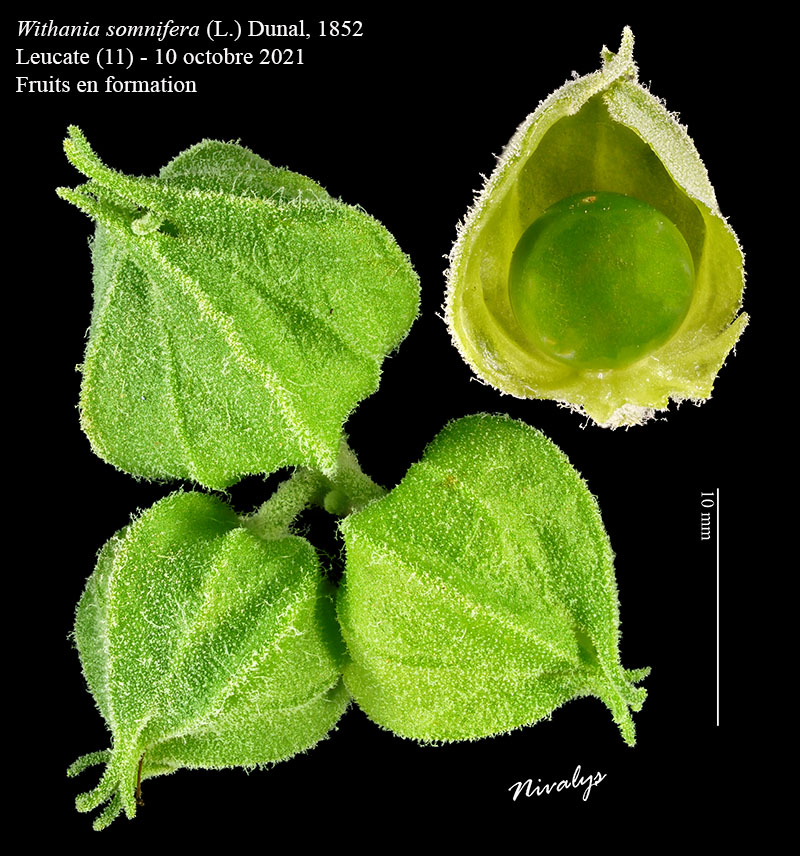 Withania somnifera #75131