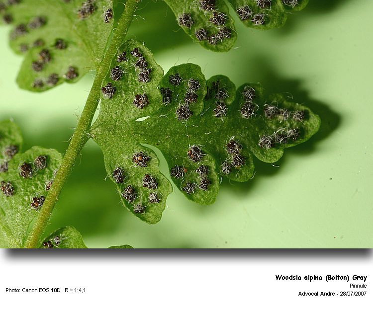 Woodsia alpina (Bolton) Gray #47047
