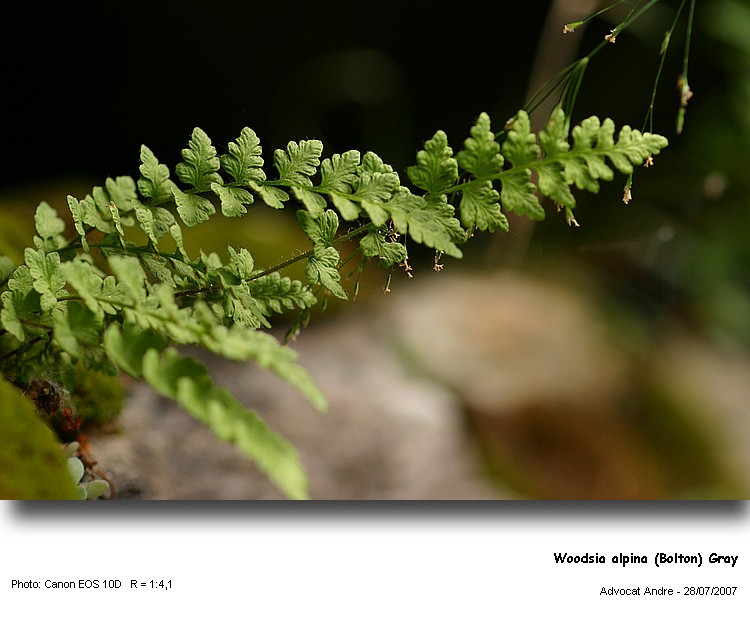 Woodsia alpina (Bolton) Gray #47046