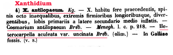 Xanthidium antilopaeum (Breb.) Kütz #82053
