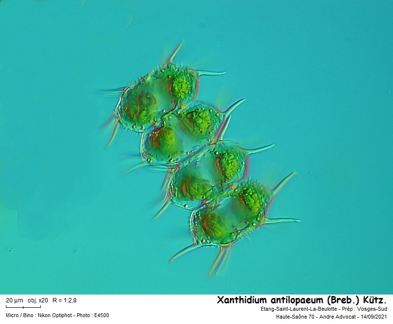 Xanthidium antilopaeum (Breb.) Kütz #67979