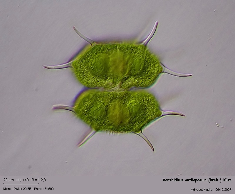 Xanthidium antilopaeum (Breb.) Kütz #268