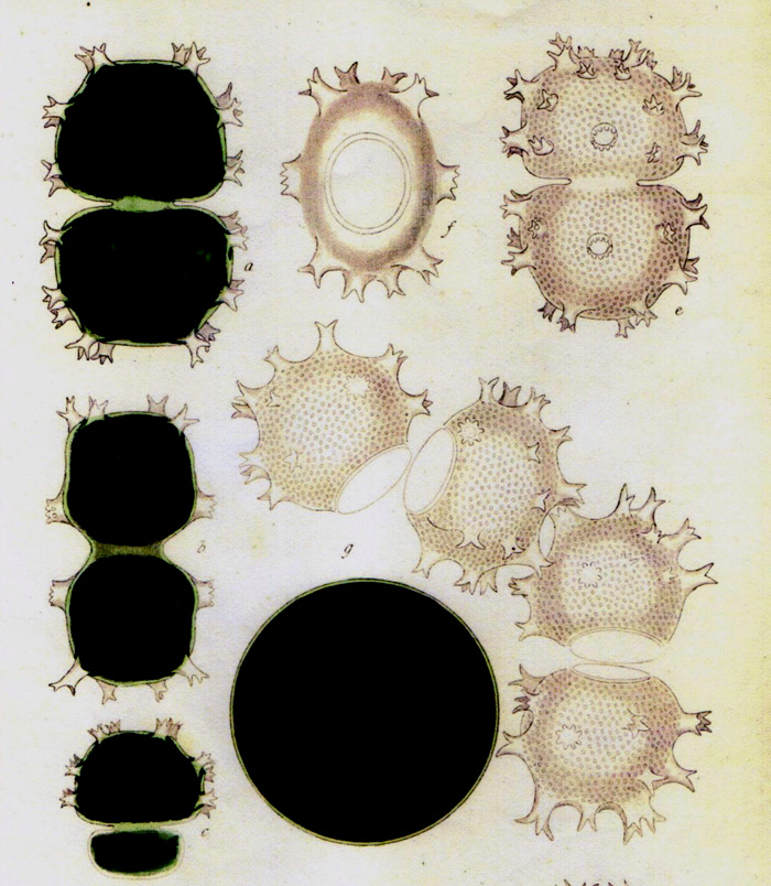 Xanthidium armatum Ralfs #72386