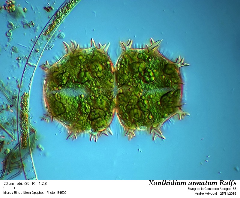 Xanthidium armatum Ralfs #47680