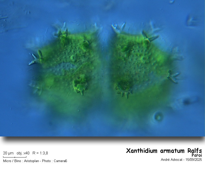 Xanthidium armatum Ralfs #83661