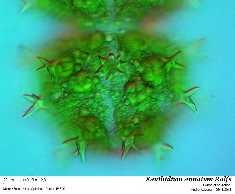Xanthidium armatum Ralfs #47681