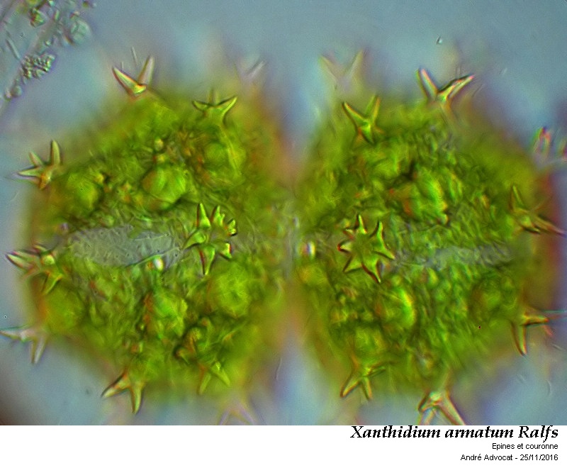 Xanthidium armatum Ralfs #47683