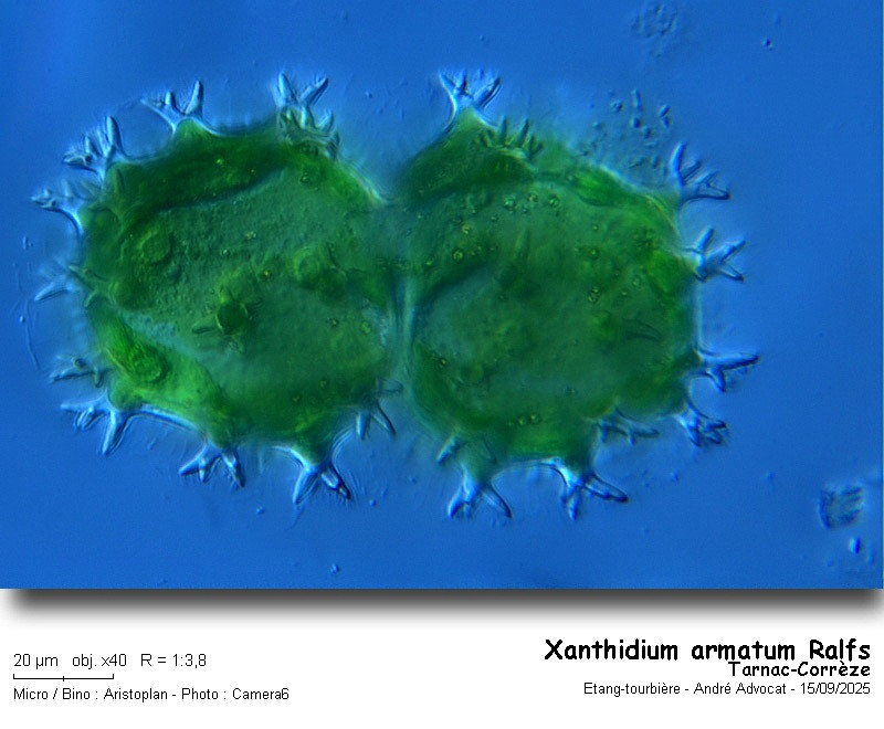 Xanthidium armatum Ralfs #83660