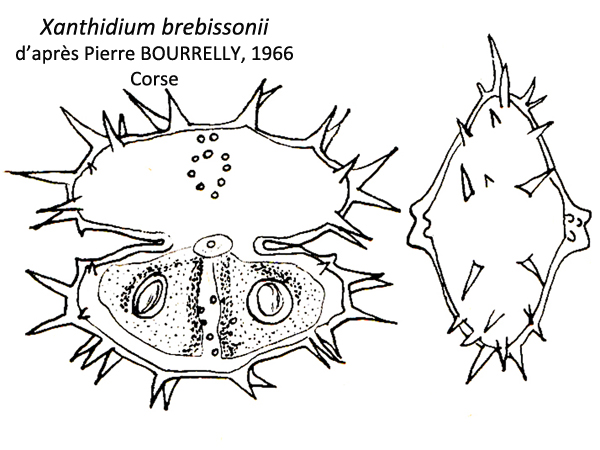 Xanthidium brebissonii Ralfs #79623