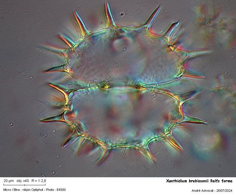 Xanthidium brebissonii Ralfs #79589