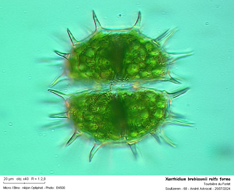 Xanthidium brebissonii Ralfs #79588