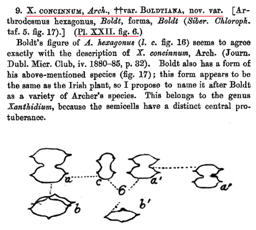 Xanthidium concinnum Archer #81014