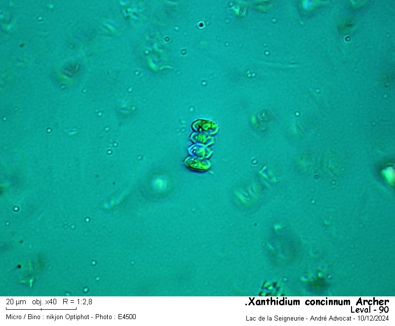 Xanthidium concinnum Archer #81005