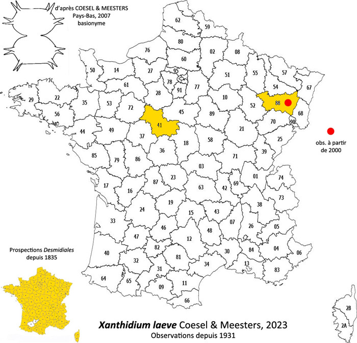 Xanthidium laeve ( Schmidle) Coesel et Meesters #86010