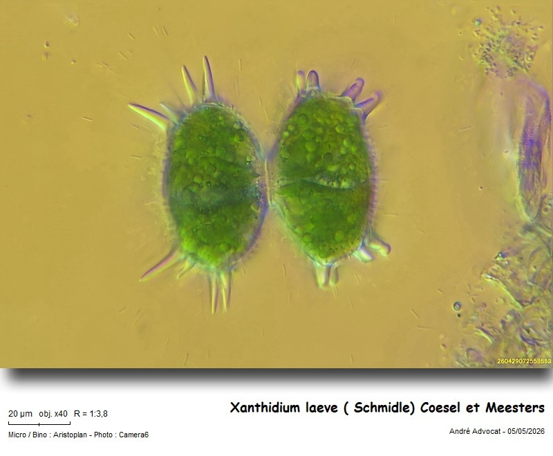 Xanthidium laeve ( Schmidle) Coesel et Meesters #85981