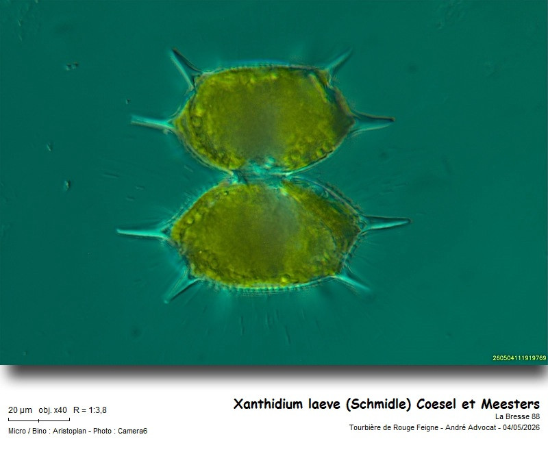 Xanthidium laeve ( Schmidle) Coesel et Meesters #85979