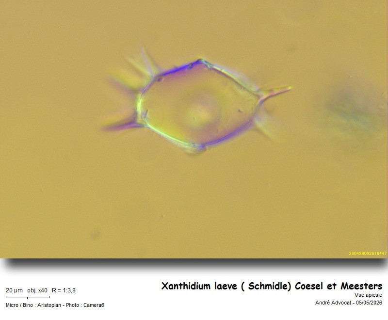 Xanthidium laeve ( Schmidle) Coesel et Meesters #85980