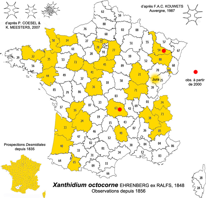 Xanthidium octocorne Ralfs #77674