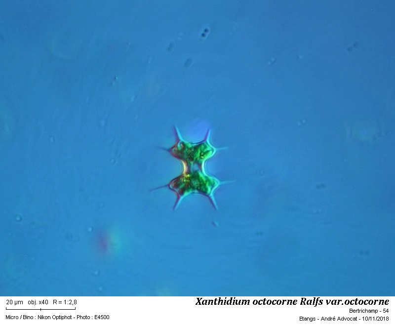 Xanthidium octocorne Ralfs #56878