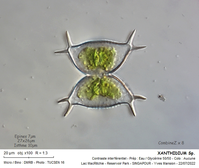 XANTHIDIUM [XANTHIDIUM subhastiferum] #71744